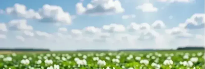 Рассчитать стоимость